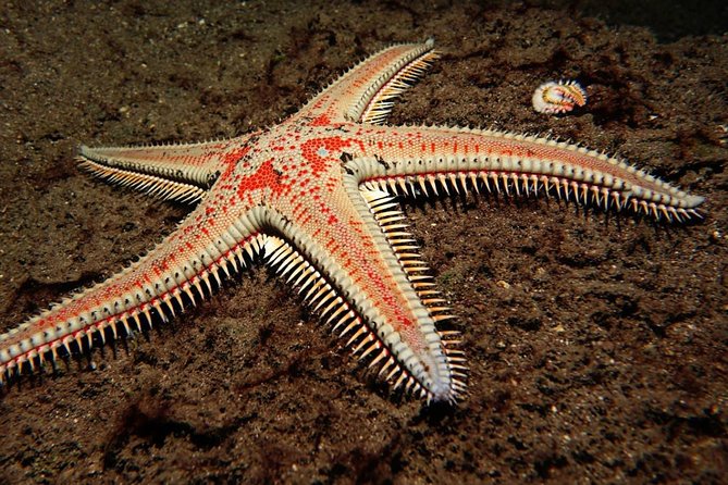 Try Dive - PADI Discover Scuba Diving in Tenerife - What the price of $156.07 includes