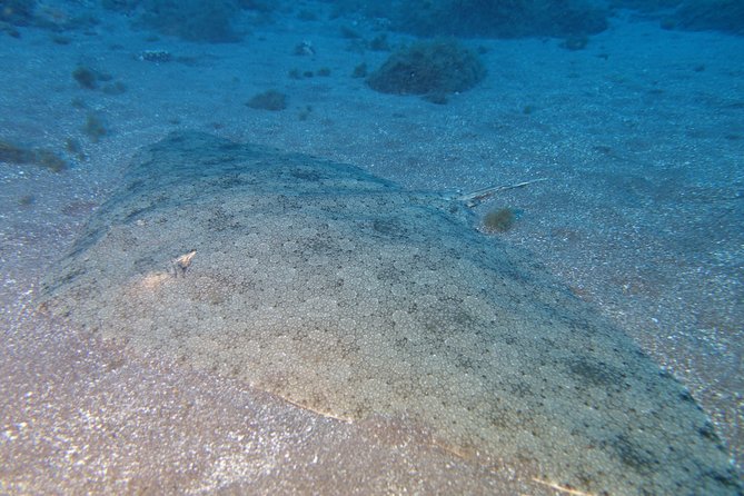 Try Dive - PADI Discover Scuba Diving in Tenerife - Scheduling, transport, and the flight rule