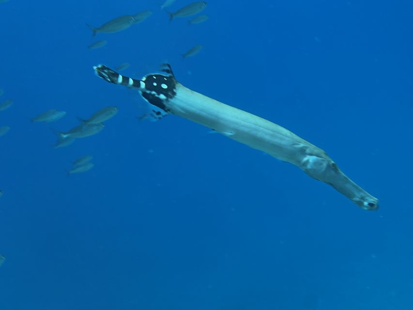 Try diving for the first time in turtle area - Learning on the beach before entering the water