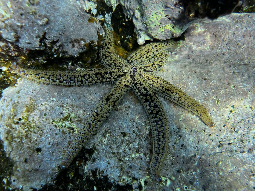 Try diving for the first time in turtle area - Fish, turtles, starfish, and the chance of an octopus