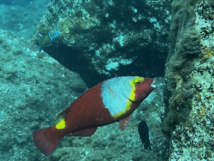 Try diving for the first time in turtle area - What the $100 price includes