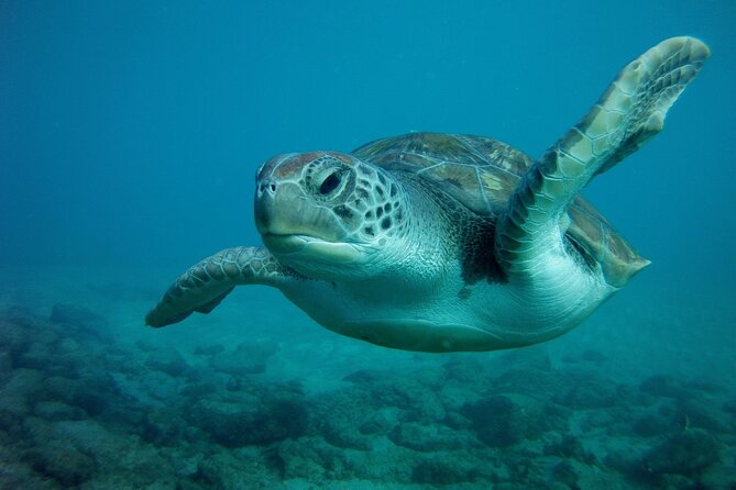 Try Scuba Diving in a turtle area (boat) - Fish, rays, octopus, and possible turtles