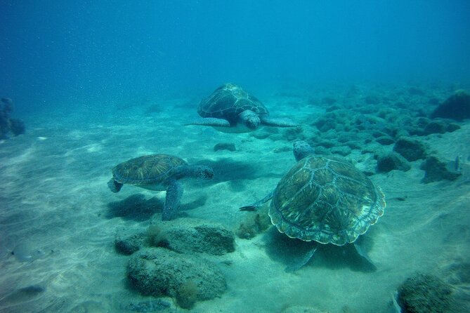 Try Scuba Diving in a turtle area (boat) - A personal instructor changes the experience