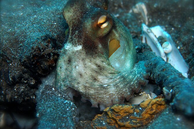 Try Scuba Diving in a turtle area (boat) - Timing, weather, and the rules that matter