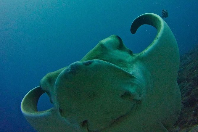 TRY SCUBA DIVING with a Dedicated Instructor - Key points to know before you book