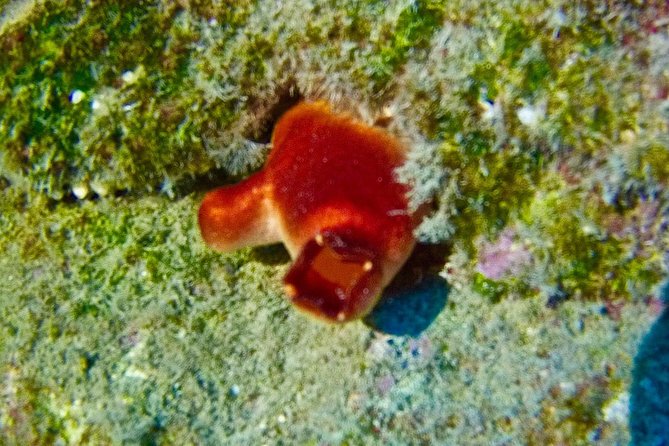 TRY SCUBA DIVING with a Dedicated Instructor - Starting at LJ Diving Tenerife in Las Galletas