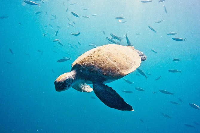 TRY SCUBA DIVING with a Dedicated Instructor - The briefing: your first lesson before the water