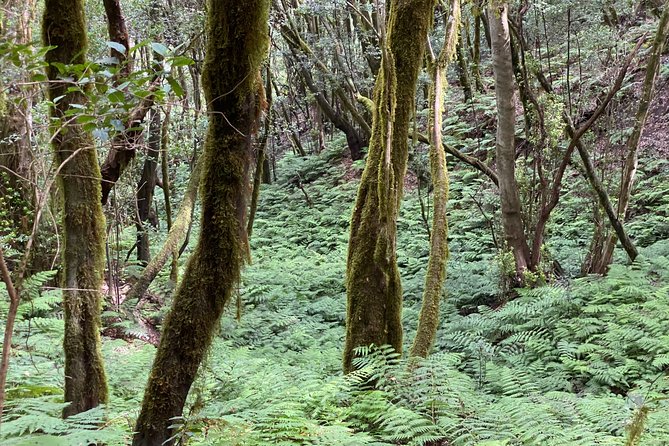 VIP tour of La Gomera from Tenerife - La Laguna Grande and Garajonay’s laurel forest