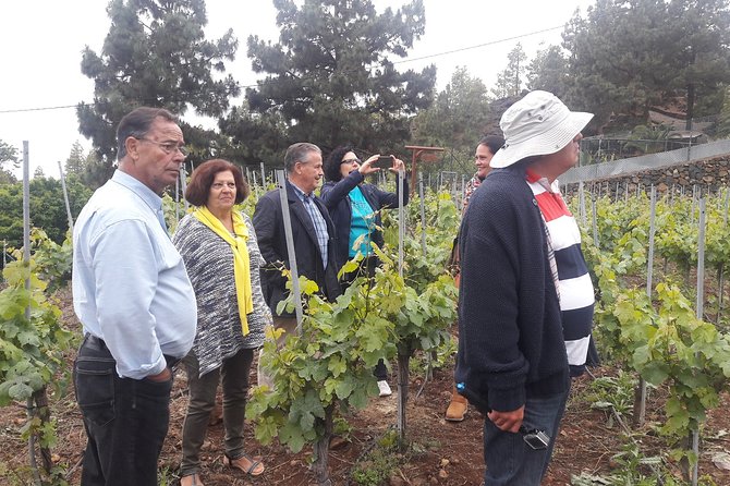 Visit to Arafo Mountain Vineyard and Organic Wine Tasting - Why Arafo makes a good wine stop in Tenerife