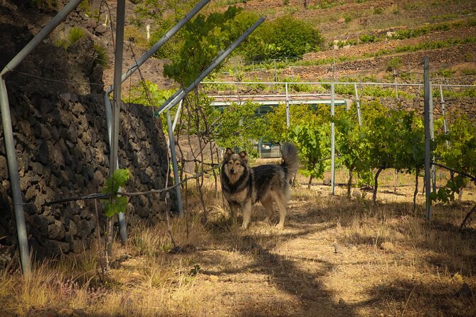 Visit to Arafo Mountain Vineyard and Organic Wine Tasting - Canarian food that makes the tasting feel local