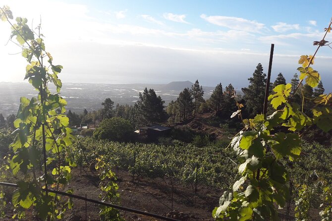 Visit to Arafo Mountain Vineyard and Organic Wine Tasting - Is the $78.02 price good value?