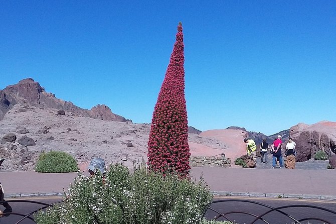 Volcano Teide - Masca ravine. Guided Tour from Puerto de la Cruz - Tenerife - Masca Valley and the road that demands respect