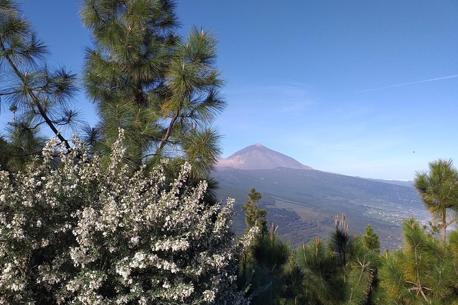 Volcano Teide National Park And North Of The Island VIP TOUR - Garachico rose again after volcanic destruction