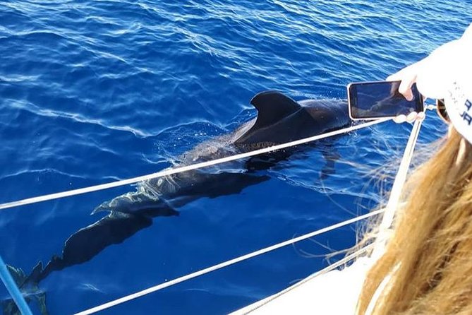 Whale and Dolphin Small Group Sailing from Tenerife South - Why this small Tenerife boat trip feels different