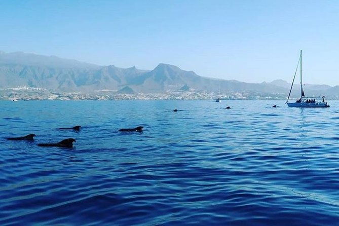 Whale and Dolphin Small Group Sailing from Tenerife South - Who will enjoy this excursion most?