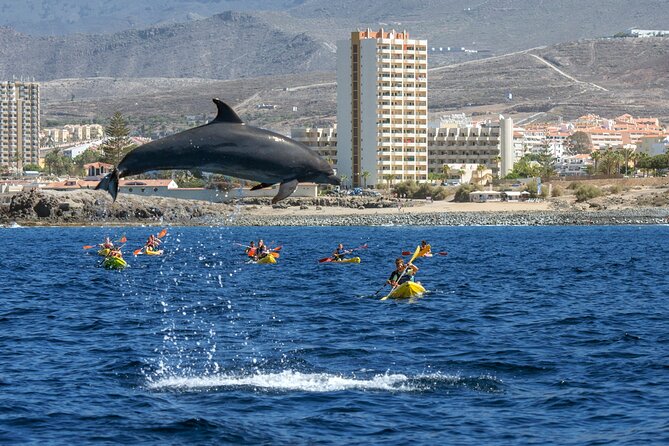Whale and Dolphin Watching EcoAdventure in Tenerife - Why Tenerife is a strong place for whale watching
