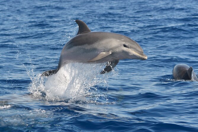 Whale and Dolphin Watching EcoAdventure in Tenerife - The first hour: searching rather than watching