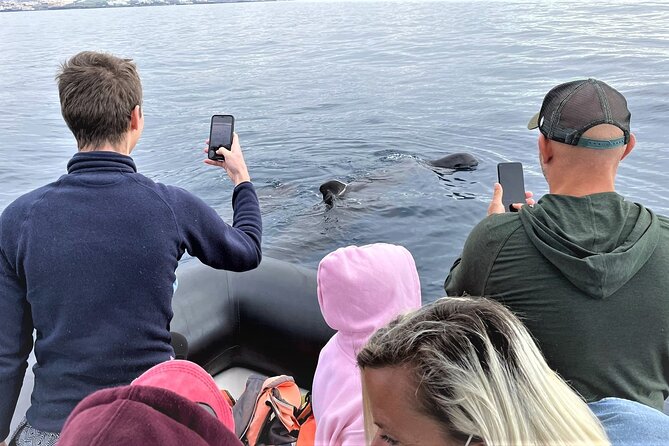Whale and Dolphin Watching EcoAdventure in Tenerife - The hydrophone makes this more than a visual trip