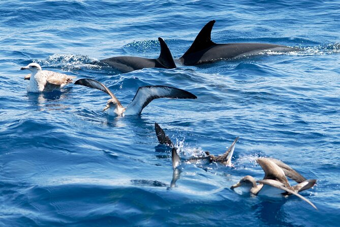 Whale and Dolphin Watching EcoAdventure in Tenerife - Conservation is built into the two-hour outing