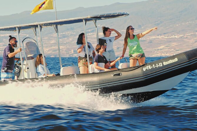 Whale and Dolphin Watching EcoAdventure in Tenerife - What the $65.17 price really buys