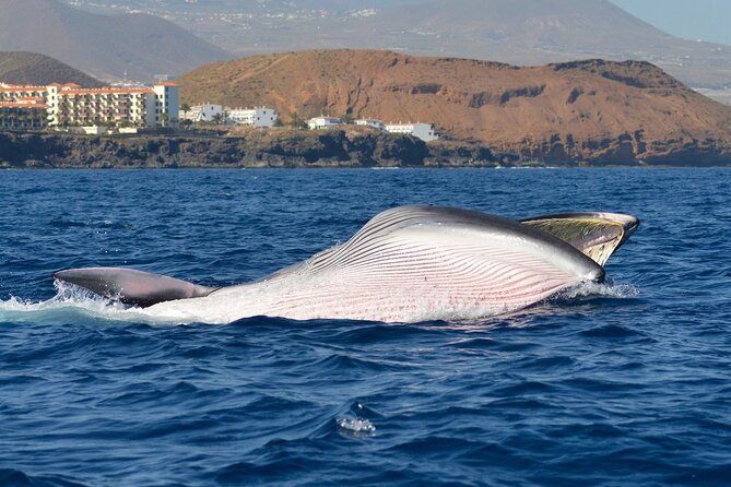 Whale and Dolphin Watching EcoAdventure in Tenerife - A compact boat instead of a large catamaran