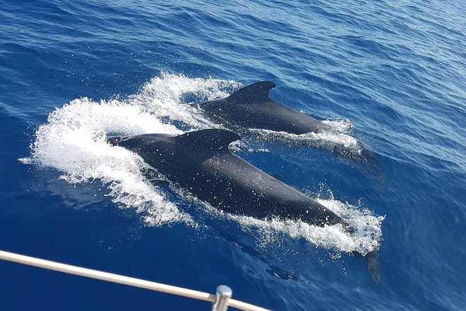 Whale and Dolphin Watching Sailing Boat with Drinks, Snacks and Swimming Time - Key points before you book