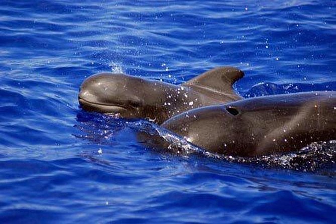 Whale and Dolphin Watching Sailing Boat with Drinks, Snacks and Swimming Time - Why this small Tenerife cruise feels different