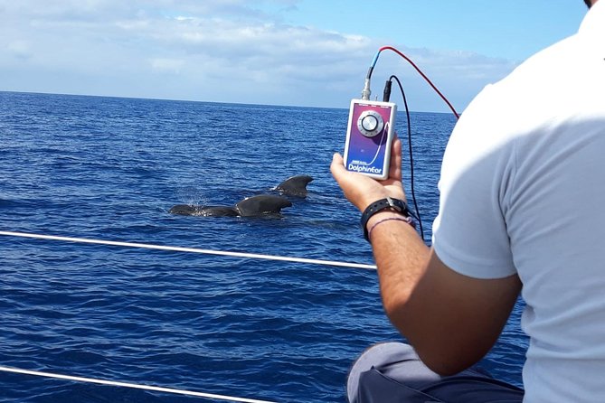 Whale and Dolphin Watching Sailing Boat with Drinks, Snacks and Swimming Time - How the three-hour itinerary unfolds