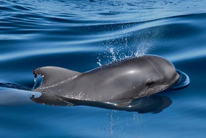 Whale and Dolphin Watching Sailing Boat with Drinks, Snacks and Swimming Time - Swimming and snorkeling near the coast