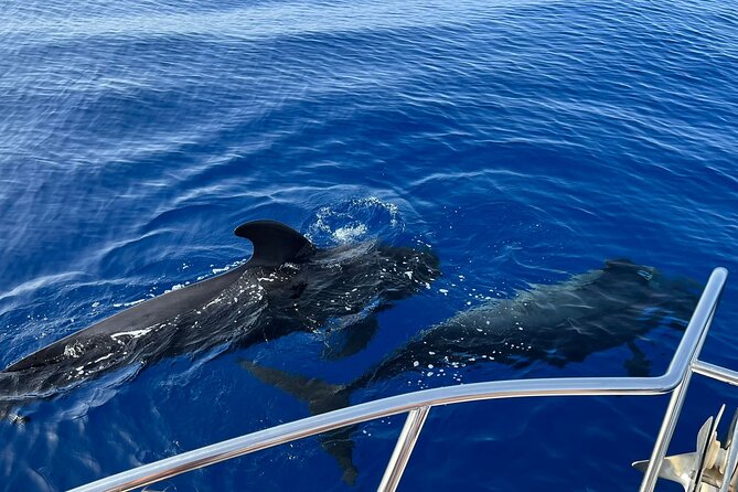 Whale and dolphin watching tour Los Gigantes and Masca in small groups - Looking for whales and dolphins off Tenerife