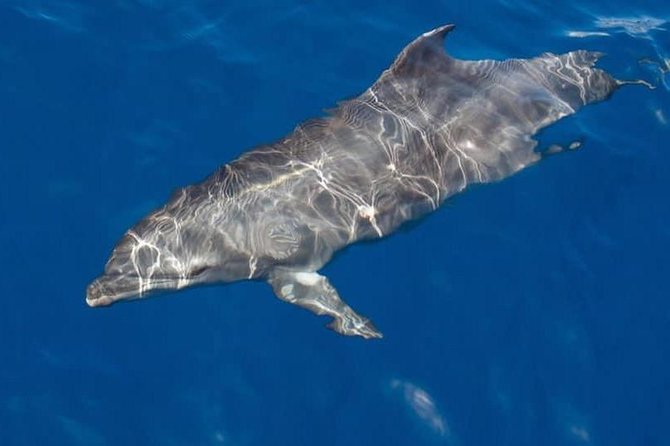 Whale and Dolphin Watching Yacht Trip in Puerto Colon - Key points to know before booking