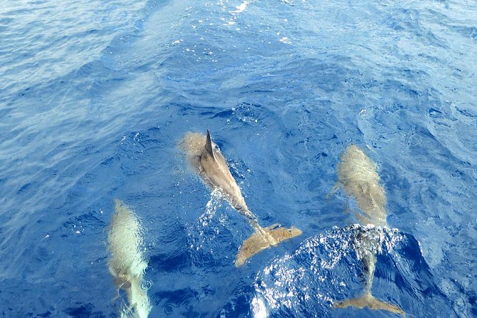 Whale and Dolphin Watching Yacht Trip in Puerto Colon - Families, couples, and who will enjoy this most