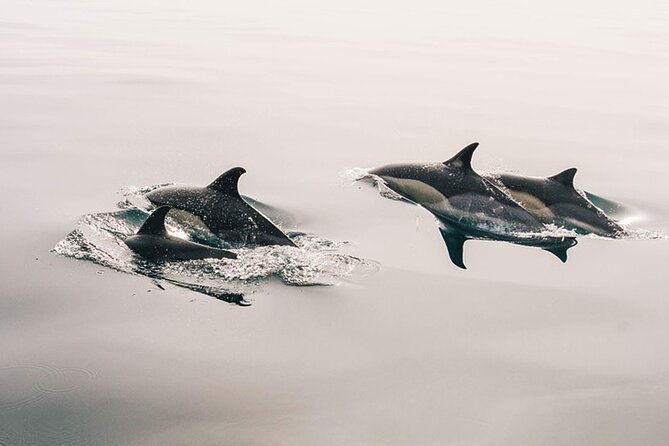 Whale & Dolphin Watching Boat Trip in Tenerife On a Sailing Boat (3 Hr) - Key points to know before booking