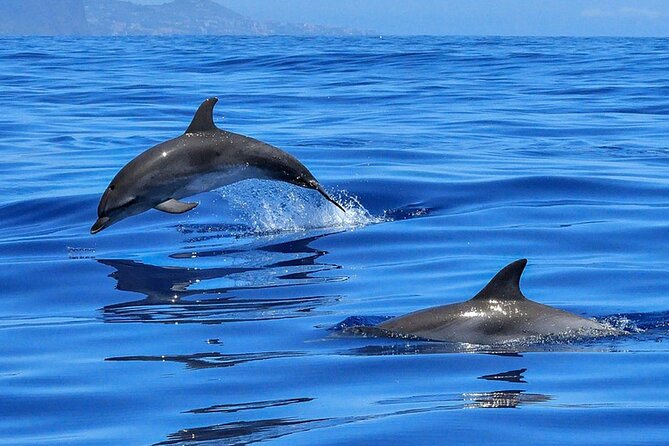 Whale & Dolphin Watching Boat Trip in Tenerife On a Sailing Boat (3 Hr) - Is $52.35 a fair price?