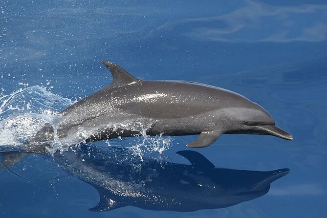 Whale & Dolphin Watching in Tenerife (Puerto Colon) On a Large Catamaran - Setting out from Puerto Colón for a wildlife search