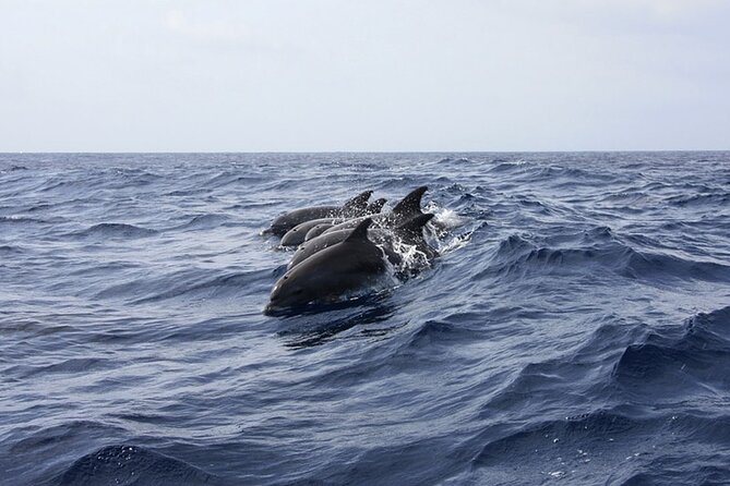 Whale & Dolphin Watching in Tenerife (Puerto Colon) On a Large Catamaran - Watching whales and dolphins around Tenerife