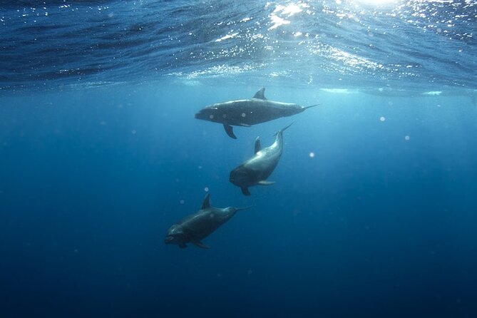 Whale & Dolphin Watching in Tenerife (Puerto Colon) On a Large Catamaran - The bay stop, swimming, and food on board