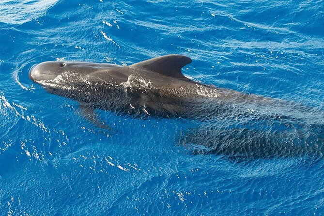 Whale & Dolphin Watching in Tenerife (Puerto Colon) On a Large Catamaran - What the $54.29 price really covers