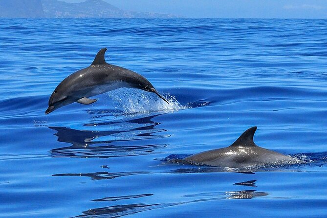 Whale & Dolphin Watching in Tenerife (Puerto Colon) On a Large Catamaran - Who will get the most from this catamaran trip
