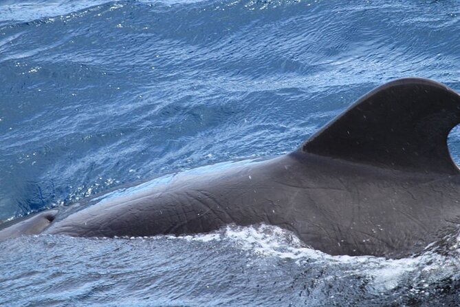Whale & Dolphin Watching in Tenerife (Puerto Colon) On a Large Catamaran - Practical details that can save you trouble