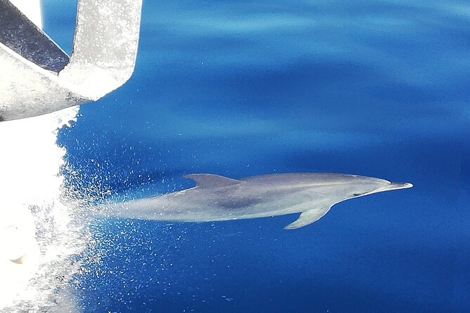 Whale & Dolphin Watching With Mustcat Virgin Coast Trip On a Large Catamaran - Setting out from southern Tenerife