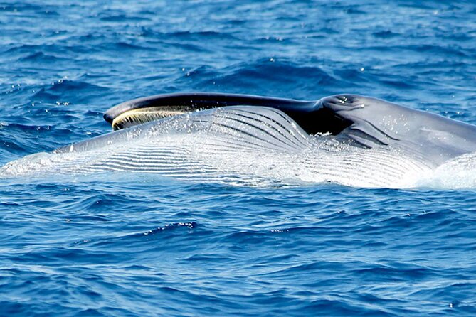 Whale & Dolphin Watching With Mustcat Virgin Coast Trip On a Large Catamaran - How the catamaran affects the experience