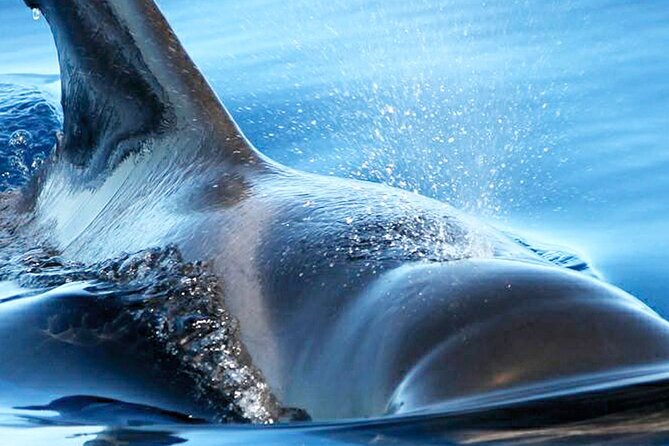 Whale & Dolphin Watching With Mustcat Virgin Coast Trip On a Large Catamaran - Price, group size, and overall value