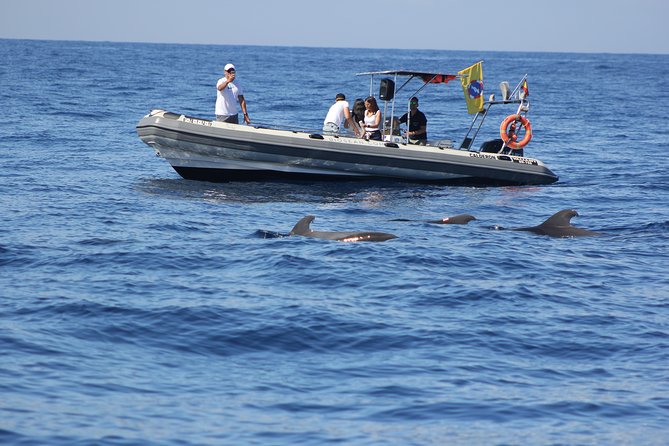 Whale Watching and Marine Science Tour - A small boat with a serious purpose