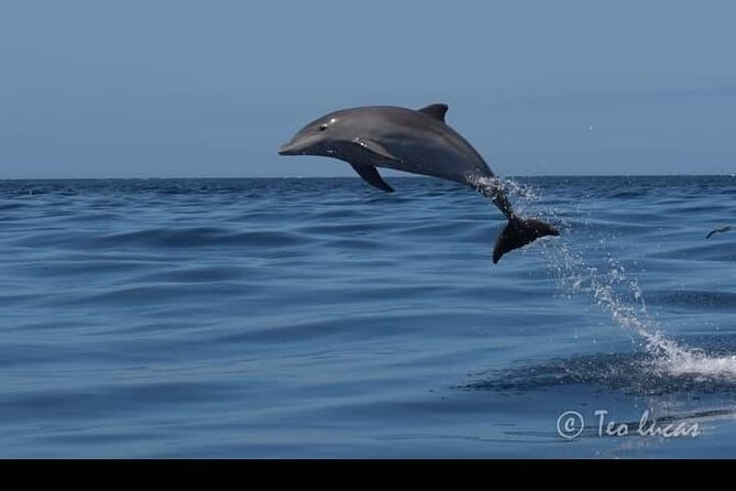 Whale watching and snorkelling in the whale sanctuary - How the $78.19 price stacks up