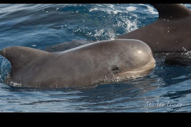 Whale watching and snorkelling in the whale sanctuary - Who will enjoy this afternoon boat trip