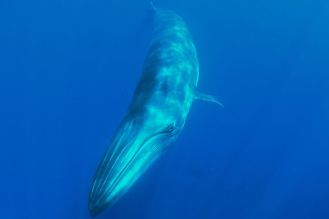Whale watching and snorkelling in the whale sanctuary - Searching deep water for pilot whales and dolphins
