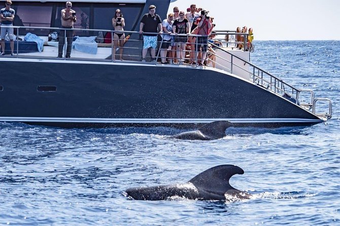 Whale Watching Catamaran in Costa Adeje (Including drinks & Sandwich) - Setting out from Costa Adeje at 10:00