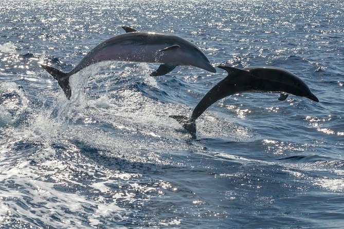 Whale Watching Catamaran to Los Gigantes & Masca (Including drinks & warm lunch) - The approach to Los Gigantes and Masca