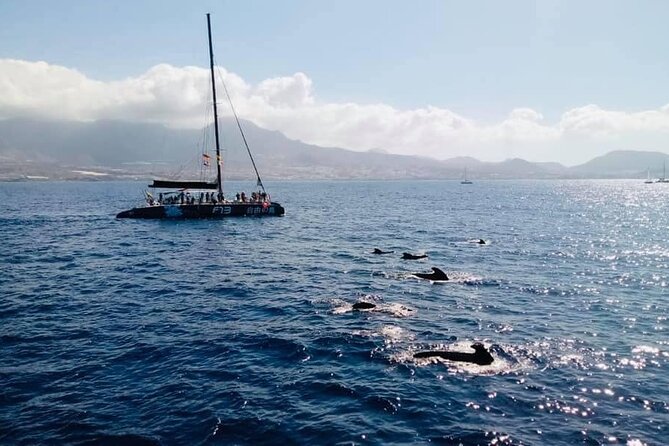 Whale Watching Catamaran to Los Gigantes & Masca (Including drinks & warm lunch) - Swimming below the cliffs